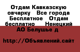 Отдам Кавказскую овчарку - Все города Бесплатное » Отдам бесплатно   . Ненецкий АО,Белушье д.